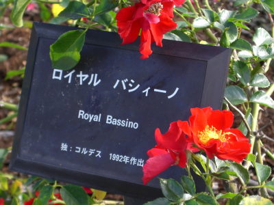 ロイヤル　バシィーノ１.JPG